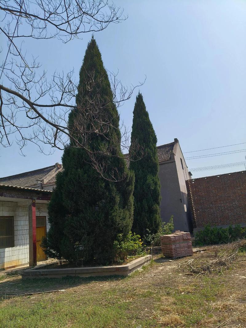 墓地塔柏栽几棵,坟地种塔柏有什么讲究-第4张图片-优品飞百科 墓地塔柏栽几棵,坟地种塔柏有什么讲究-第4张图片-优品飞百科