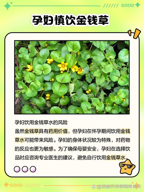 孕妇可以喝金钱草泡的水吗，金钱草泡水喝的好处，孕妇可不可以喝金钱草水