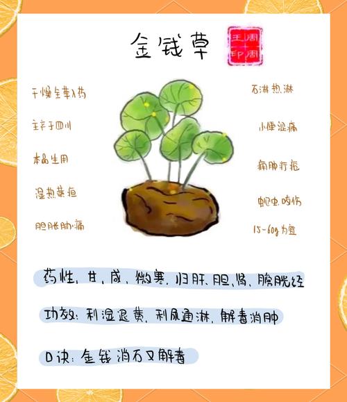 孕妇可以喝金钱草泡的水吗，金钱草泡水喝的好处，孕妇可不可以喝金钱草水-第3张图片-优品飞百科