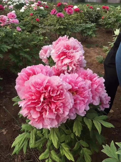 商洛适合养什么花，市花和市树是什么，商洛市商州区有没有花市-第1张图片-优品飞百科