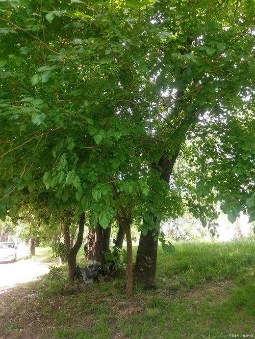 商洛适合养什么花，市花和市树是什么，商洛市商州区有没有花市-第2张图片-优品飞百科