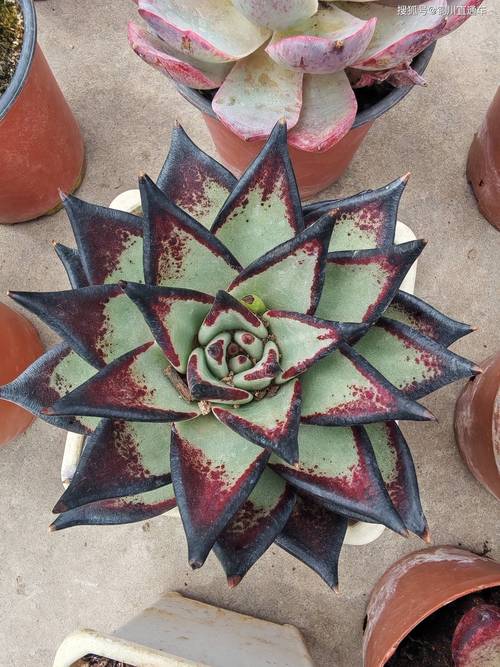 商洛适合养什么花，市花和市树是什么，商洛市商州区有没有花市-第3张图片-优品飞百科