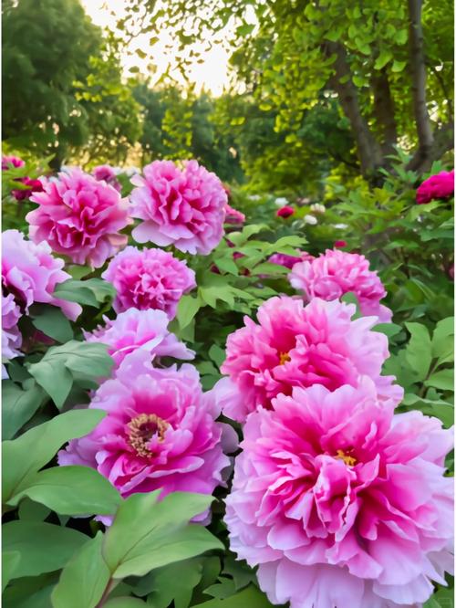 商洛适合养什么花，市花和市树是什么，商洛市商州区有没有花市-第4张图片-优品飞百科