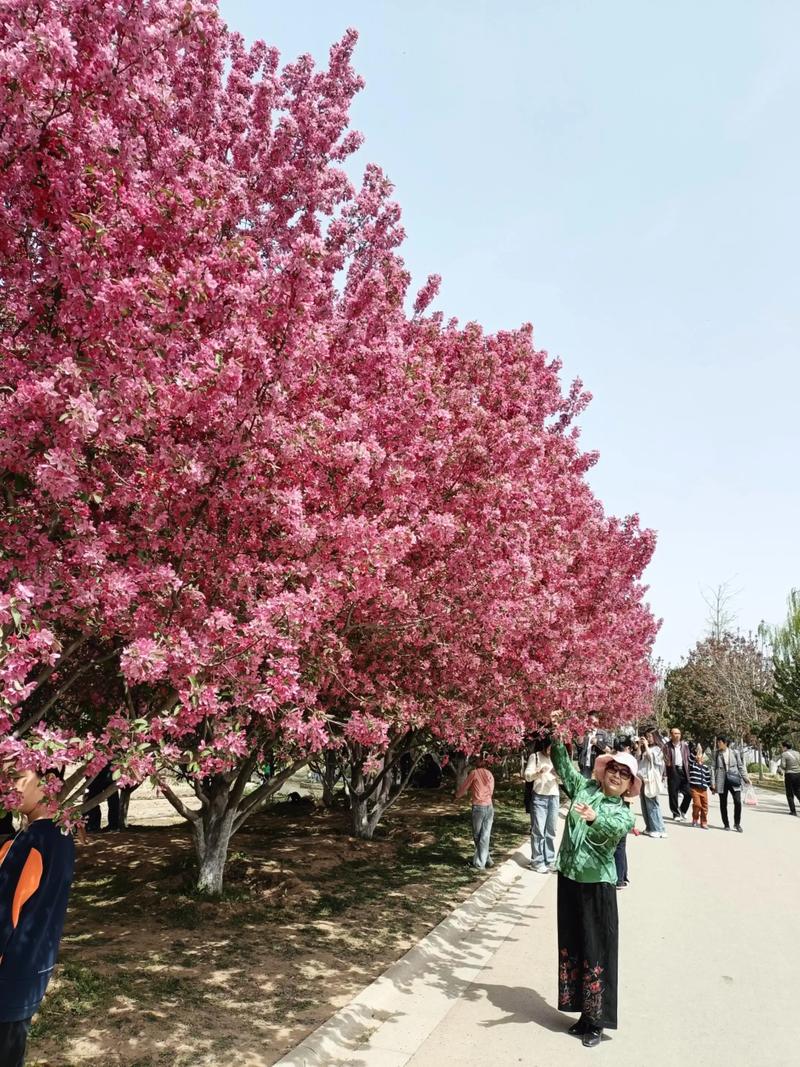 商洛适合养什么花，市花和市树是什么，商洛市商州区有没有花市-第6张图片-优品飞百科