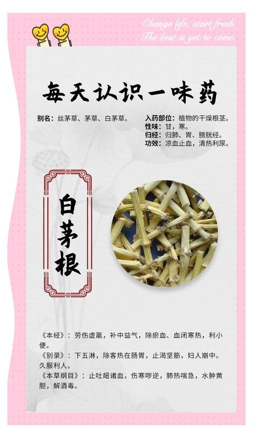 白茅根的作用和功效？白茅根的作用与功效?？-第3张图片-优品飞百科