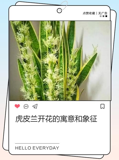 虎皮兰的花语和寓意，送人有什么禁忌，虎皮兰花的花语是什么
