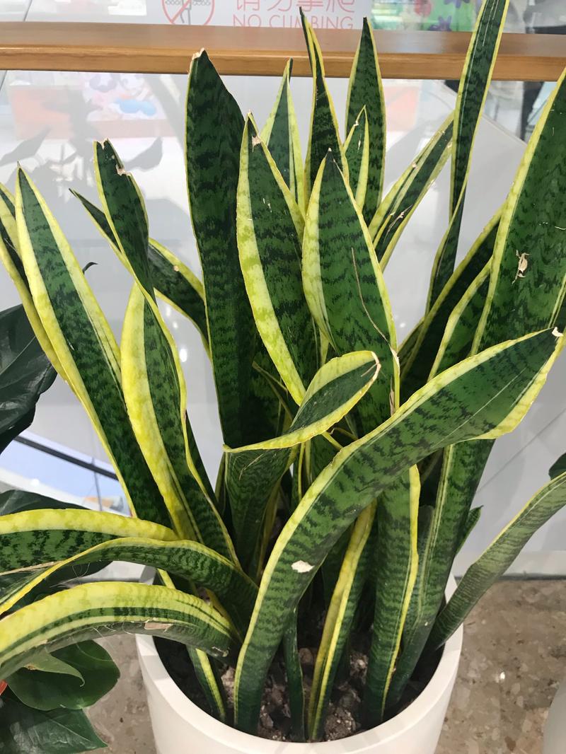 虎皮兰的花语和寓意，送人有什么禁忌，虎皮兰花的花语是什么-第2张图片-优品飞百科