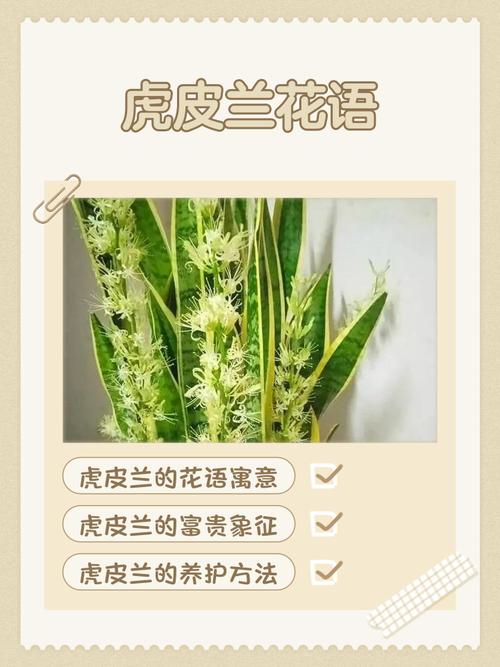 虎皮兰的花语和寓意，送人有什么禁忌，虎皮兰花的花语是什么-第3张图片-优品飞百科
