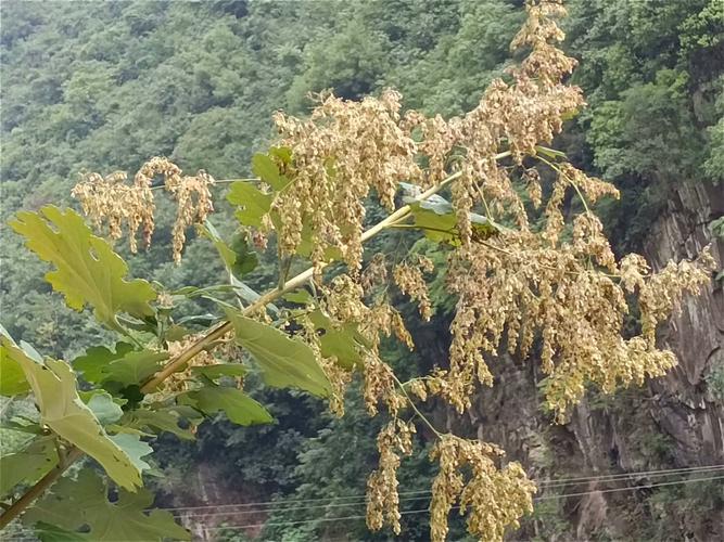 泡桐的功效和作用？泡桐学名？-第1张图片-优品飞百科