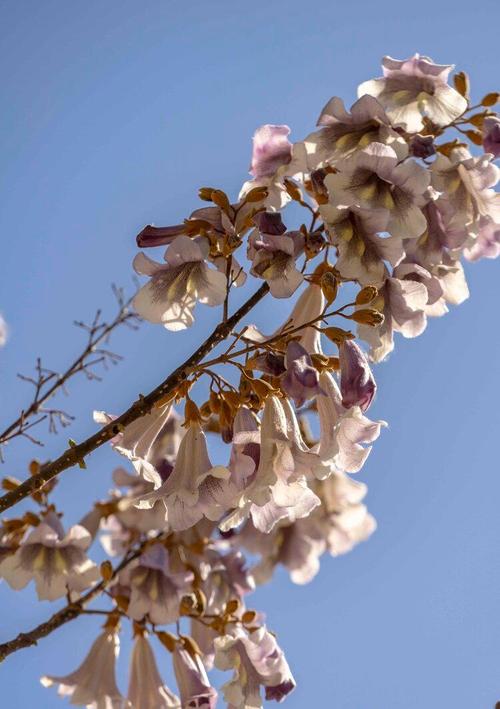 泡桐的功效和作用？泡桐学名？-第3张图片-优品飞百科