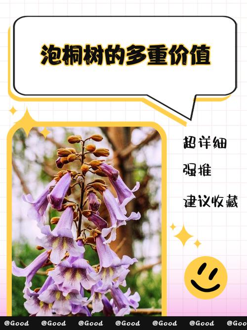 泡桐的功效和作用？泡桐学名？-第4张图片-优品飞百科