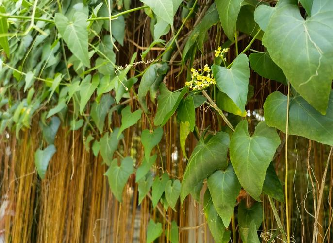 锦屏藤有什么作用，锦屏藤的图片？