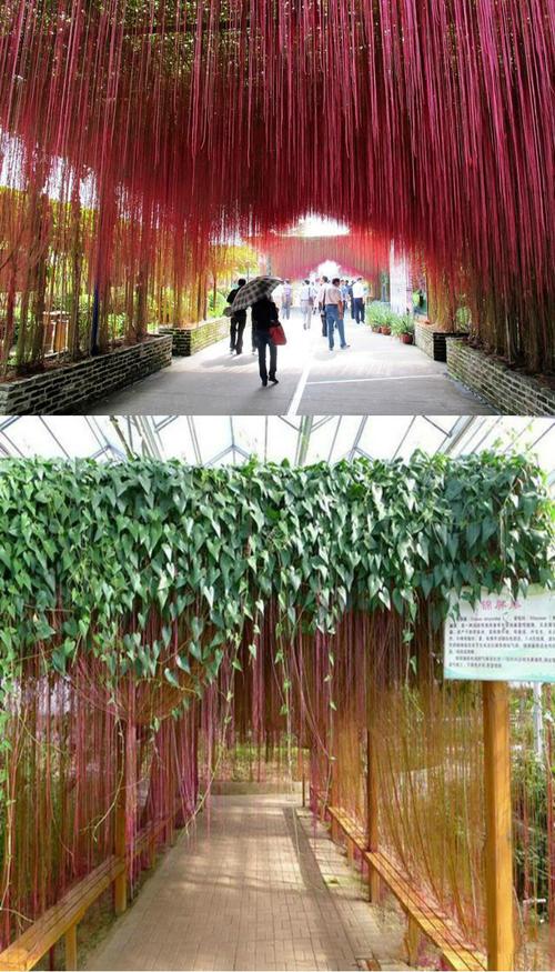 锦屏藤有什么作用，锦屏藤的图片？-第2张图片-优品飞百科