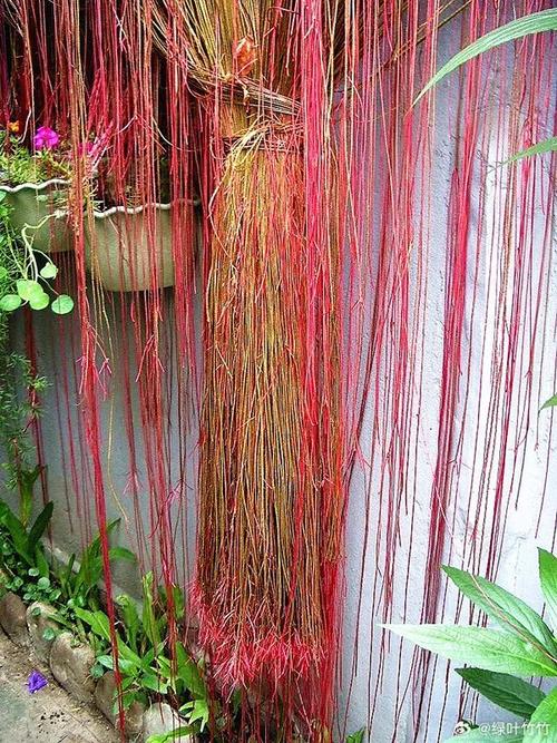 锦屏藤有什么作用，锦屏藤的图片？-第3张图片-优品飞百科