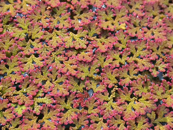 满江红是什么植物，满江红是什么植物有根茎叶吗-第1张图片-优品飞百科