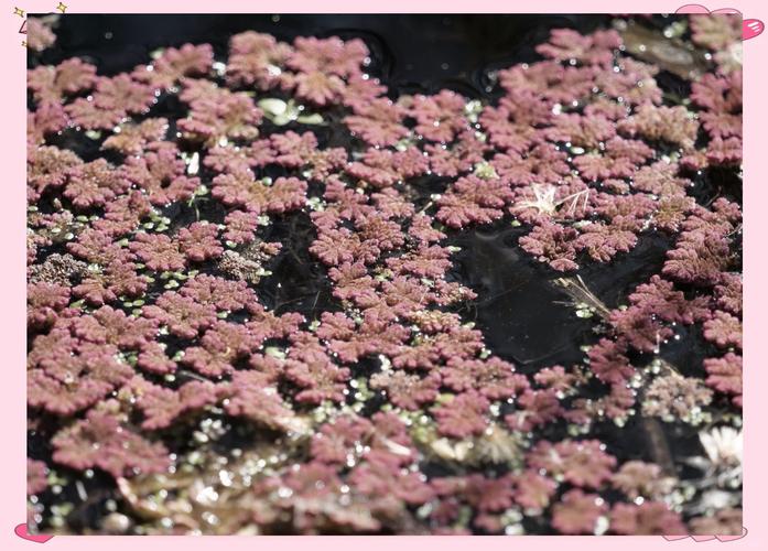 满江红是什么植物，满江红是什么植物有根茎叶吗-第2张图片-优品飞百科