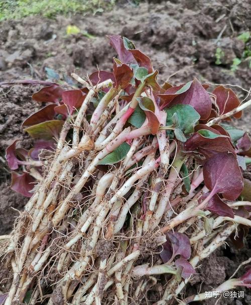 满江红是什么植物，满江红是什么植物有根茎叶吗-第3张图片-优品飞百科