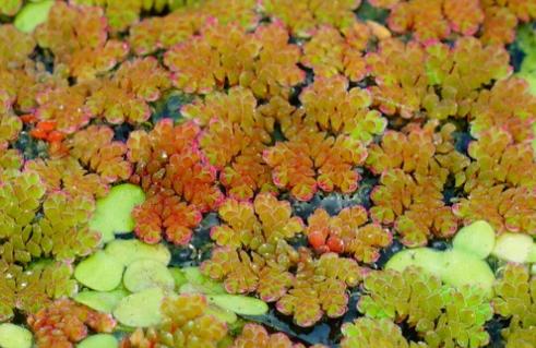 满江红是什么植物，满江红是什么植物有根茎叶吗-第4张图片-优品飞百科