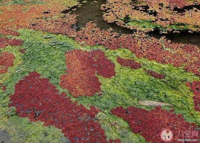 满江红是什么植物，满江红是什么植物有根茎叶吗-第6张图片-优品飞百科