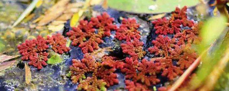 满江红是什么植物，满江红是什么植物有根茎叶吗-第7张图片-优品飞百科