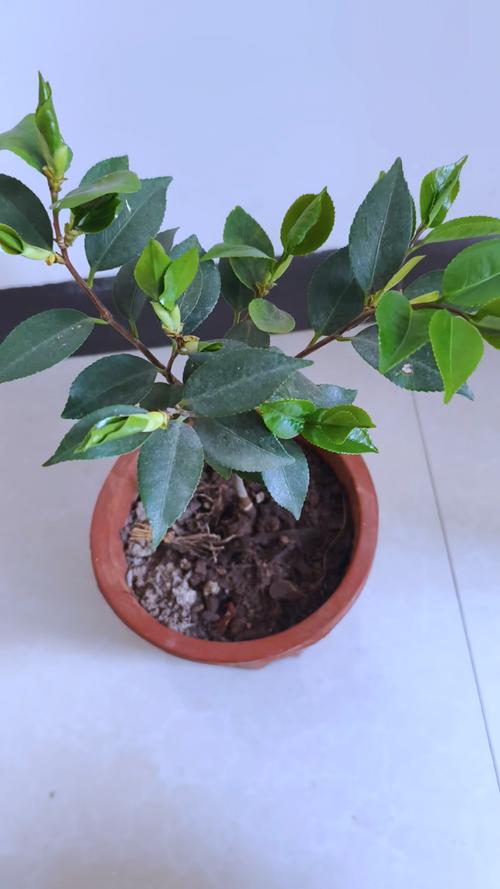 门前种茶花断子绝孙是真的吗，门前能不能栽茶花-第2张图片-优品飞百科