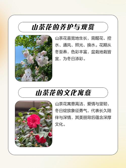 门前种茶花断子绝孙是真的吗，门前能不能栽茶花