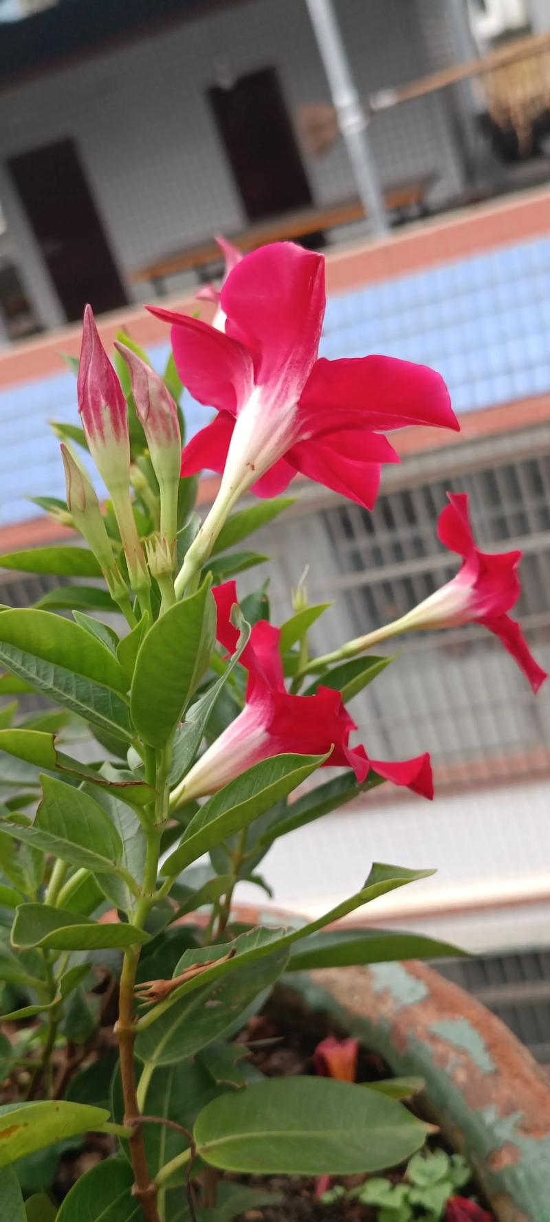 飘香藤有毒吗？飘香藤的前十害处？