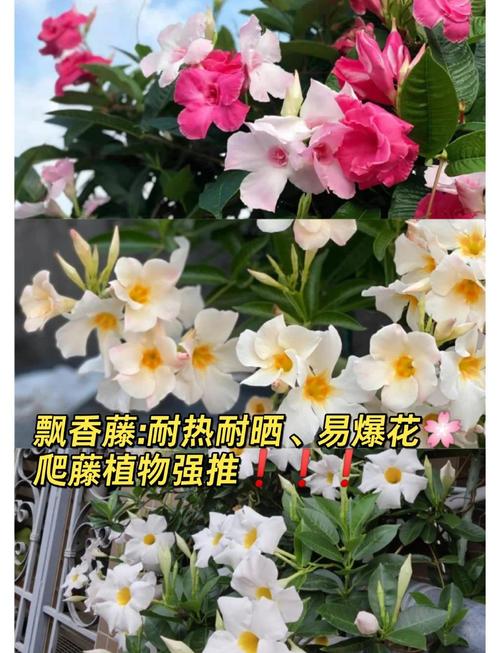 飘香藤有毒吗？飘香藤的前十害处？-第2张图片-优品飞百科