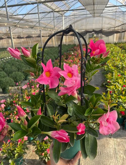 飘香藤有毒吗？飘香藤的前十害处？-第3张图片-优品飞百科