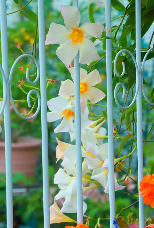 飘香藤有毒吗？飘香藤的前十害处？-第4张图片-优品飞百科