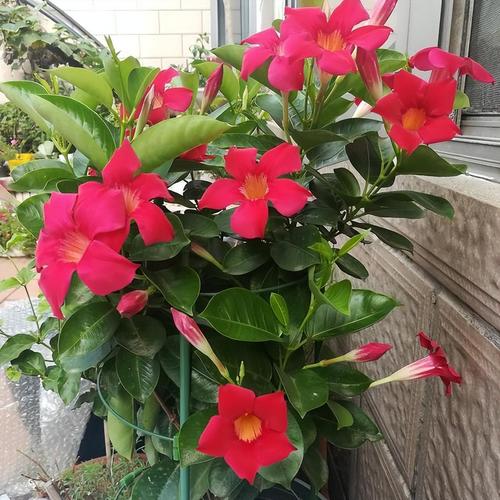 飘香藤有毒吗？飘香藤的前十害处？-第5张图片-优品飞百科