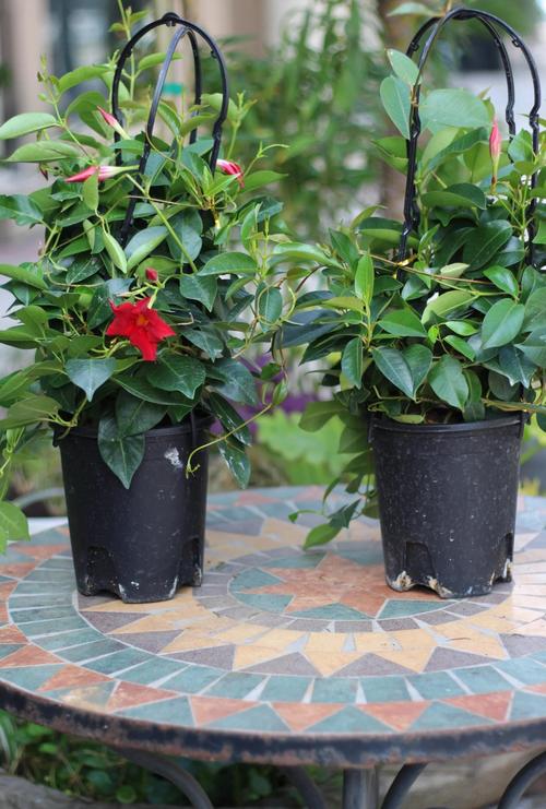 飘香藤有毒吗？飘香藤的前十害处？-第6张图片-优品飞百科