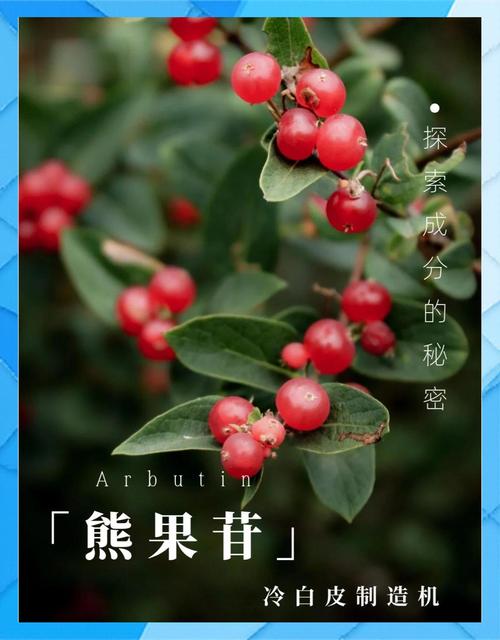 熊果的功效与作用，熊果苷的功效与作用