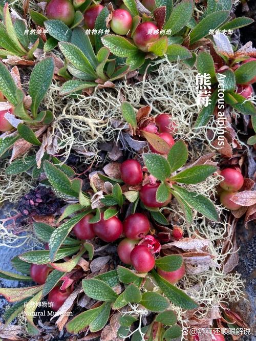 熊果的功效与作用，熊果苷的功效与作用-第4张图片-优品飞百科