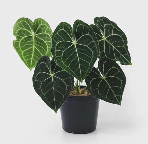 红掌可以放在客厅吗，红掌可不可以放房间