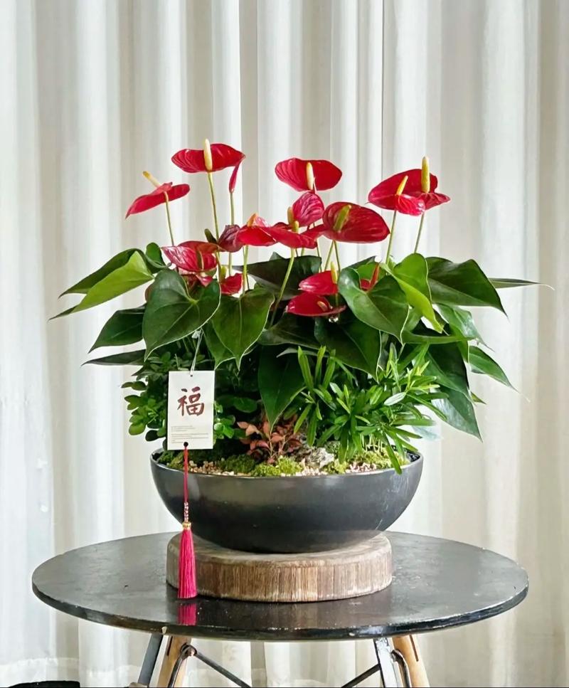 红掌可以放在客厅吗，红掌可不可以放房间-第2张图片-优品飞百科