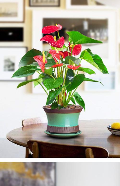 红掌可以放在客厅吗，红掌可不可以放房间-第3张图片-优品飞百科