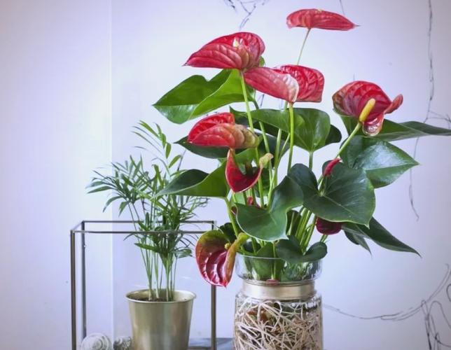 红掌可以放在客厅吗，红掌可不可以放房间-第5张图片-优品飞百科