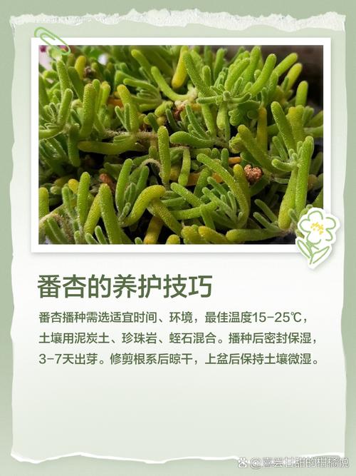 番杏的吃法有哪些，番杏的做法-第1张图片-优品飞百科