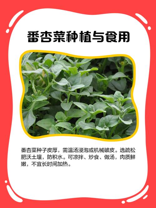 番杏的吃法有哪些，番杏的做法-第2张图片-优品飞百科