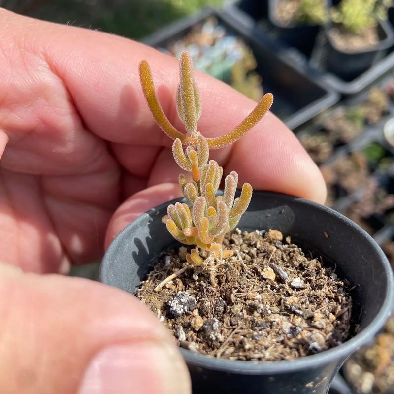 番杏的吃法有哪些，番杏的做法-第3张图片-优品飞百科