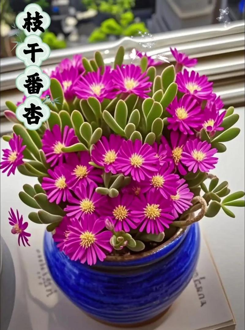 番杏的吃法有哪些，番杏的做法-第5张图片-优品飞百科