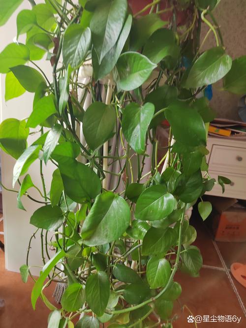 家里能放绿萝吗，家养绿萝有什么注意事项？家里可以放绿箩吗？