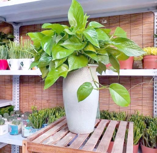 家里能放绿萝吗，家养绿萝有什么注意事项？家里可以放绿箩吗？-第2张图片-优品飞百科