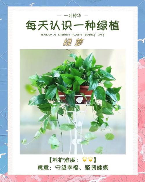 家里能放绿萝吗，家养绿萝有什么注意事项？家里可以放绿箩吗？-第3张图片-优品飞百科
