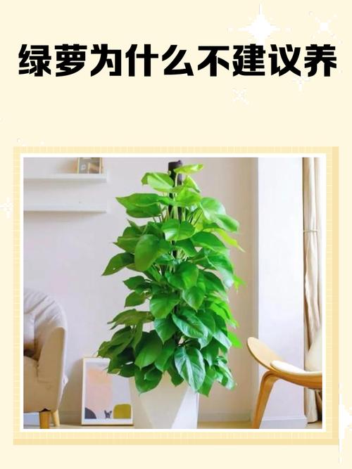 家里能放绿萝吗，家养绿萝有什么注意事项？家里可以放绿箩吗？-第5张图片-优品飞百科