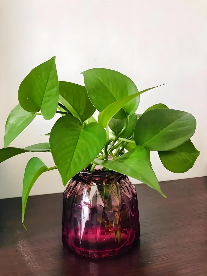 家里能放绿萝吗，家养绿萝有什么注意事项？家里可以放绿箩吗？-第6张图片-优品飞百科