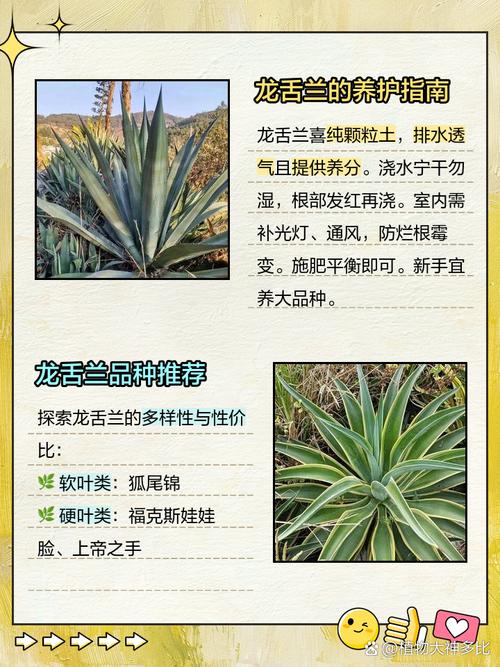 龙舌兰有什么作用,龙舌兰的作用-第5张图片-优品飞百科 龙舌兰有什么作用,龙舌兰的作用-第5张图片-优品飞百科