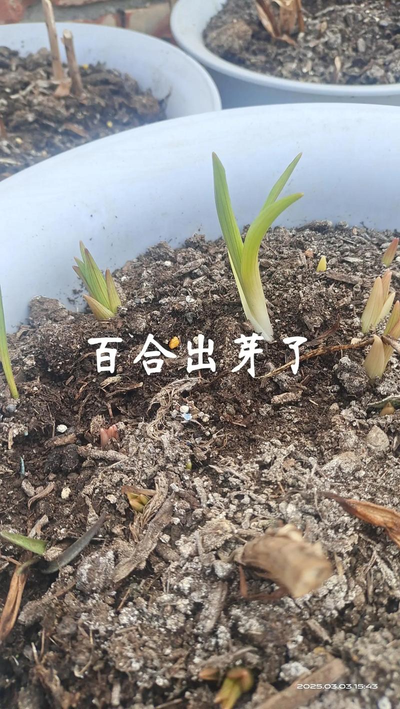 百合养一年就会死吗，怎么养百合活的长？百合能活多久一年开几次花？-第1张图片-优品飞百科