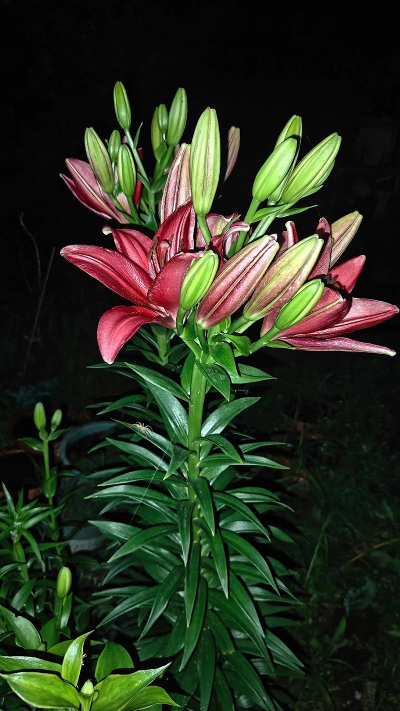 百合养一年就会死吗，怎么养百合活的长？百合能活多久一年开几次花？-第2张图片-优品飞百科